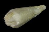 Blastoid (Troosticrinus) Fossil - Tennessee #135589-1